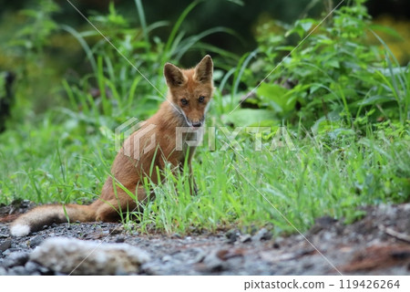 夏天的北極狐 夏天的北極狐 119426264