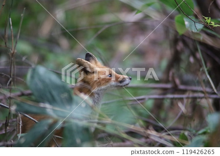 一隻從草蔭下出來的紅狐狸 119426265