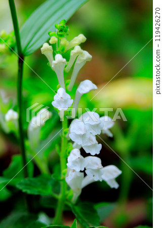 骷髏花，一種小野花，開著漂亮的紫色花朵，看起來像泡沫的波浪。 119426270