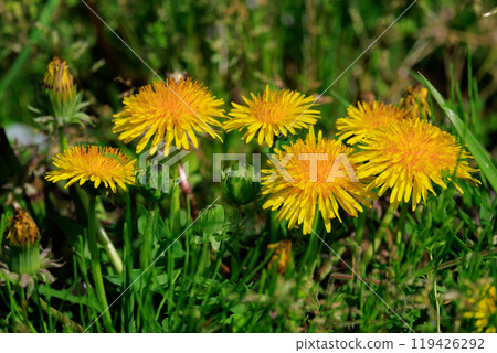 Dandelions that are familiar as spring wildflowers 119426292