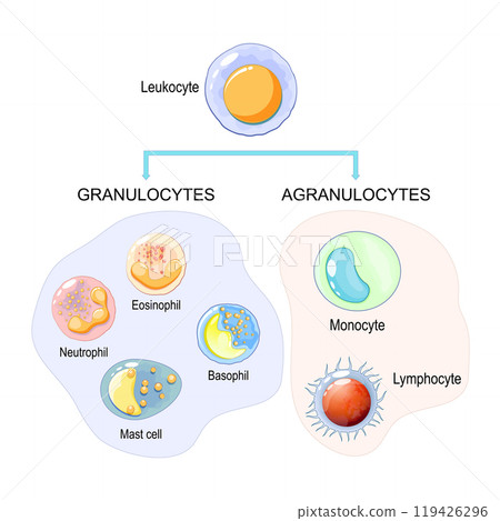 Agranulocytes and Granulocytes, White blood cells. leukocytes 119426296
