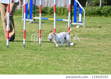 Jack Russell Terrier playing with her owner 119426387