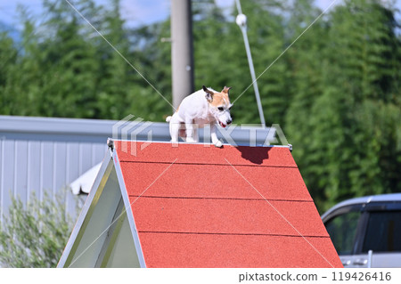 Jack Russell Terrier playing in a dog run 119426416