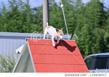 Jack Russell Terrier playing in a dog run 119426417
