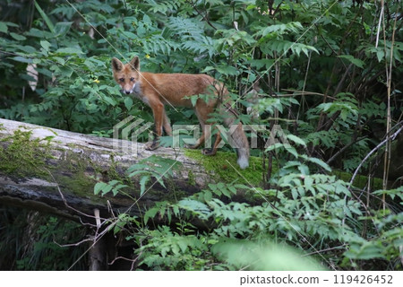 red fox climbing a tree 119426452