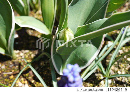 鬱金香花蕾 04 119426549