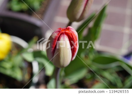 鬱金香花蕾 10 鬱金香花蕾 10 119426555