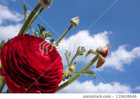 天空下紅色毛茛花的特寫 119426646