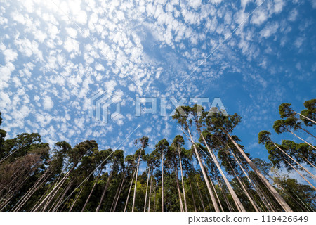 多雲的天空下的雪松林 119426649