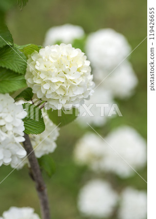 背景為花散景的白色雛菊花 背景為花散景的白色雛菊花 119426655