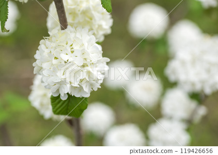 背景為花散景的白色雛菊花 119426656