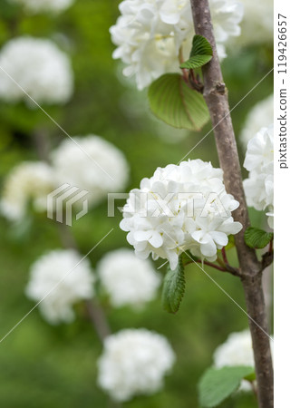 背景為花散景的白色雛菊花 背景為花散景的白色雛菊花 119426657
