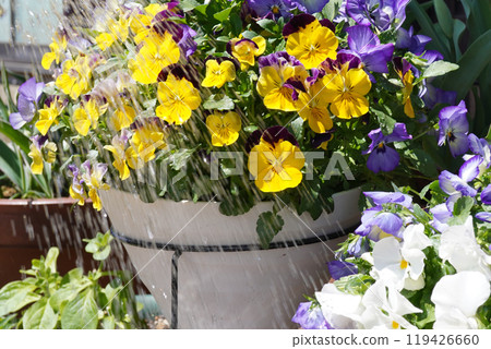 Watering violas and pansies 03 119426660