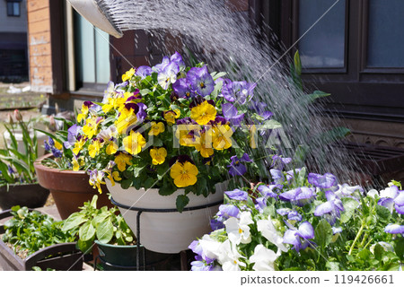 Watering violas and pansies 04 119426661