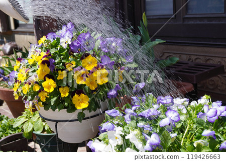 Watering Viola and Pansies 06 Watering Viola and Pansies 06 119426663