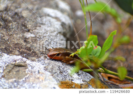 一條可愛的 bihonkana 蛇從岩石中走出來 119426680