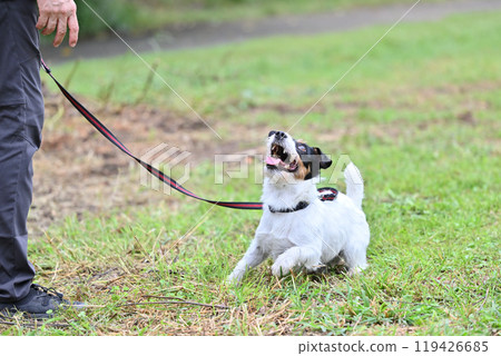 傑克羅素梗犬開心地玩球 119426685