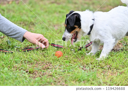 Jack Russell Terrier playing happily with a ball 119426688