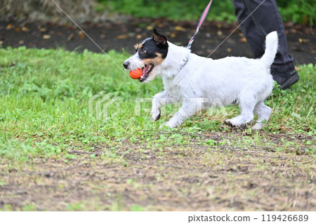 Jack Russell Terrier playing happily with a ball 119426689