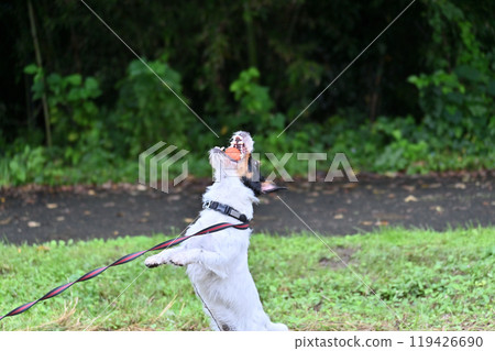 Jack Russell Terrier playing happily with a ball 119426690