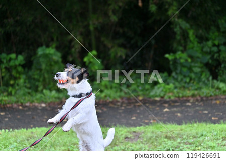 Jack Russell Terrier playing happily with a ball 119426691