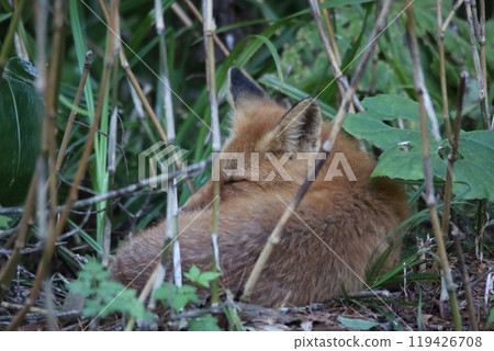 A red fox sleeping in a bamboo thicket 119426708
