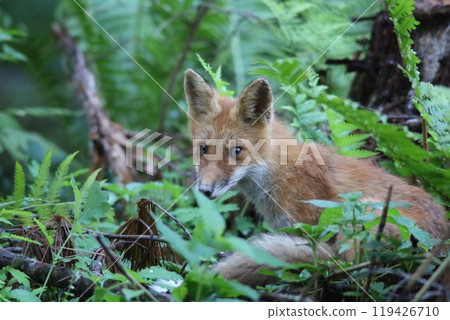 A red fox I met in the summer forest 119426710