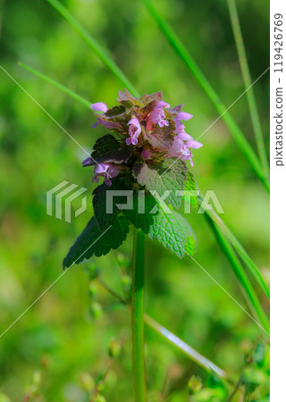 Red and green deadnettle Red and green deadnettle 119426769