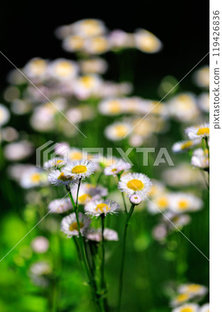 A white flower often seen on roadsides: daisy A white flower often seen on roadsides: daisy 119426836