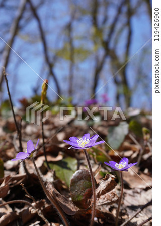 Snowdrop (Nature) 02 119426900