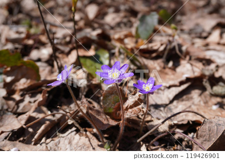 Snowdrop (Nature) 03 119426901