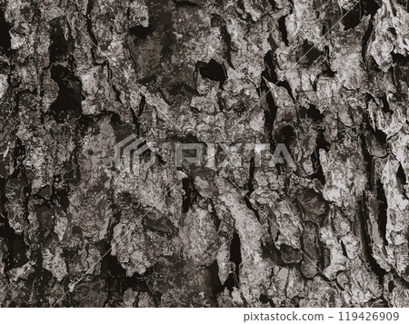 Vector illustration of rowan bark close-up. Texture of the trunk of Sorbus torminalis L. Background of living wood. Leather of forest nature. 119426909