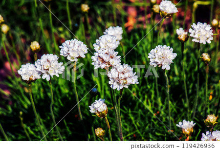 Flowering plant. Pink and white Armeria maritima 'Alba' or sea thrift. Armeria Ballerina Purple Rose Flowering plant. Pink and white Armeria maritima 'Alba' or sea thrift. Armeria Ballerina Purple Rose 119426936