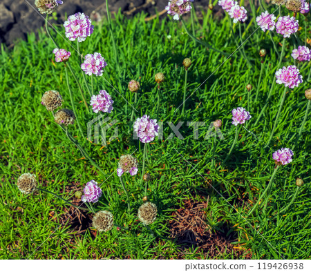 Flowering plant. Pink and white Armeria maritima 'Alba' or sea thrift. Armeria Ballerina Purple Rose Flowering plant. Pink and white Armeria maritima 'Alba' or sea thrift. Armeria Ballerina Purple Rose 119426938