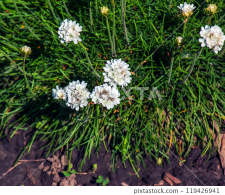 Flowering plant. Pink and white Armeria maritima 'Alba' or sea thrift. Armeria Ballerina Purple Rose Flowering plant. Pink and white Armeria maritima 'Alba' or sea thrift. Armeria Ballerina Purple Rose 119426941