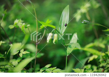 Disporum sessile that grows in open areas such as thickets and blooms flowers similar to Solomon's-seal. 119426942