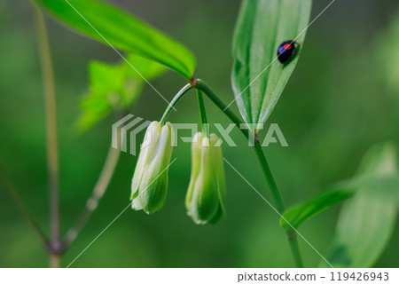 Disporum 無柄生長在灌木叢等開闊區域，並綻放類似於所羅門海豹的花朵。 119426943