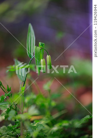 Disporum 無柄生長在灌木叢等開闊區域，並綻放類似於所羅門海豹的花朵。 119426944