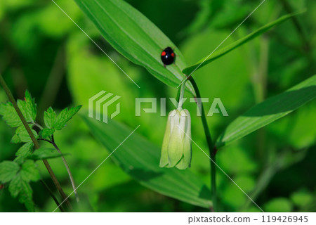 Disporum 無柄生長在灌木叢等開闊區域,並綻放類似於所羅門海豹的花朵。 Disporum 無柄生長在灌木叢等開闊區域,並綻放類似於所羅門海豹的花朵。 119426945