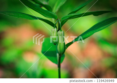 Disporum 無柄生長在灌木叢等開闊區域,並綻放類似於所羅門海豹的花朵。 Disporum 無柄生長在灌木叢等開闊區域,並綻放類似於所羅門海豹的花朵。 119426949