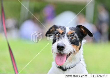 A cute smiling Jack Russell terrier A cute smiling Jack Russell terrier 119426956