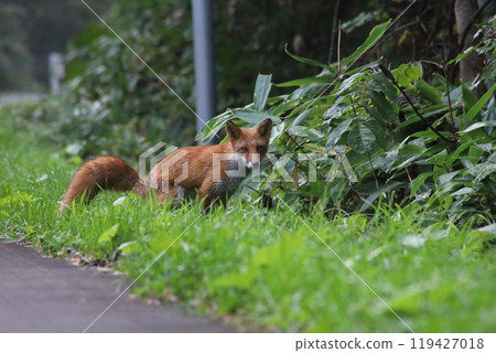 A red fox resting on the side of the road 119427018