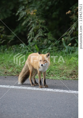Red fox standing on the road 119427021