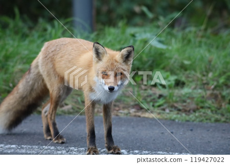 A red fox staring at you A red fox staring at you 119427022