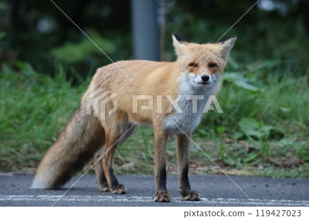 Early morning red fox Early morning red fox 119427023