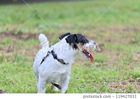 Jack Russell Terrier having a fun walk 119427031