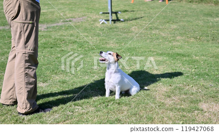 Jack Russell Terrier playing with owner in dog run, eye contact, sitting Jack Russell Terrier playing with owner in dog run, eye contact, sitting 119427068