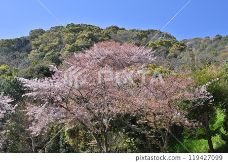 Cherry blossoms at Kobe Kitano Tenmangu Shrine Cherry blossoms at Kobe Kitano Tenmangu Shrine 119427099