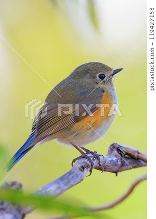 一隻年輕的雄性紅耳紅尾鴝，是冬季最受歡迎的遊客，穿著青金石和橙色的衣服。 119427153