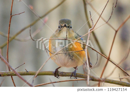 一隻年輕的雄性紅耳紅尾鴝,是冬季最受歡迎的遊客,穿著青金石和橙色的衣服。 一隻年輕的雄性紅耳紅尾鴝,是冬季最受歡迎的遊客,穿著青金石和橙色的衣服。 119427154